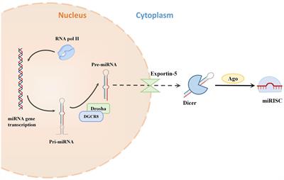 Emerging roles of miRNAs in neuropathic pain: From new findings to novel mechanisms